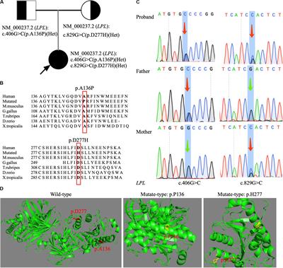 Analysis of a Chinese Pedigree With Familial Chylomicronemia Syndrome Reveals Two Novel LPL Mutations by Whole-Exome Sequencing